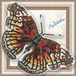 BGP-073. Метелик «Euryphura...